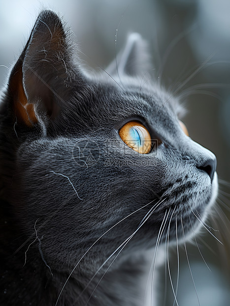 猫咪的瞳孔图片