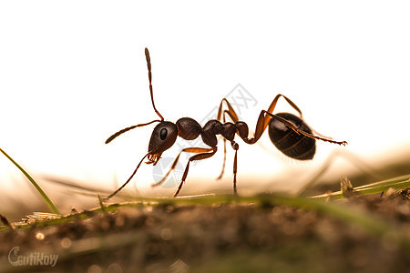户外地面上的蚂蚁图片