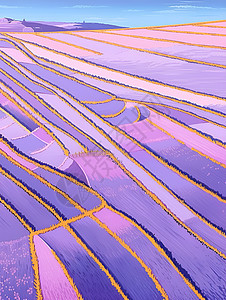 紫色薰衣草花海图片