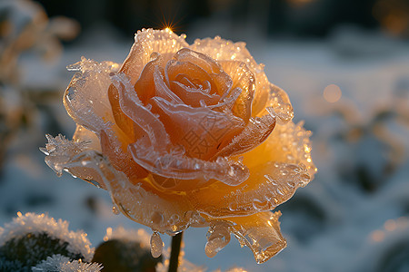 精美的冰雕花朵图片
