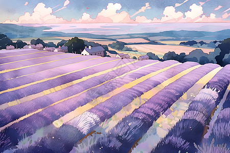 紫色的薰衣草花朵图片