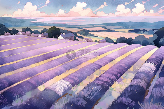 紫色的薰衣草花朵图片