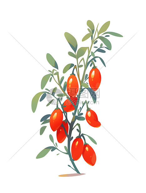 红浆果插画图片