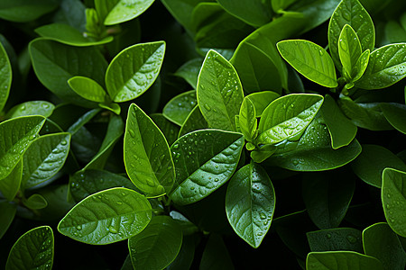 水珠植物绿叶上的水珠背景