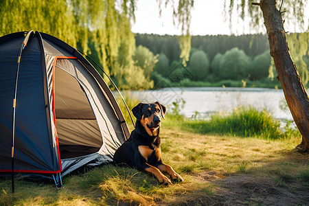 湖畔的帐篷和小狗图片
