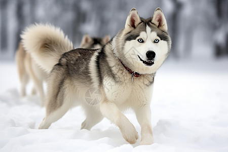 一只哈士奇狗在雪地中奔跑图片