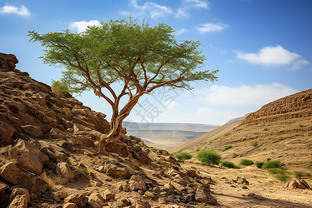 沙漠上的岩石丘陵图片