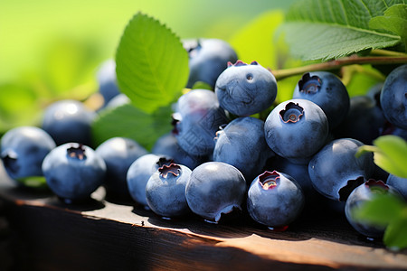 新鲜多汁新鲜的野生野蓝莓背景