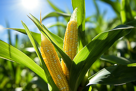 玉米段玉米田间生长的玉米棒背景