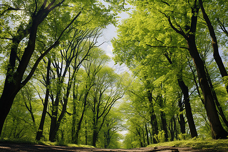 森林夏天绿林画廊背景