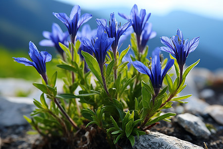 山间小蓝花背景图片