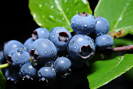 新鲜的蓝莓图片