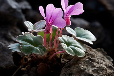 岩石上盛开的小紫花图片