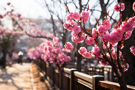 樱花盛开季节樱花盛开的公园背景