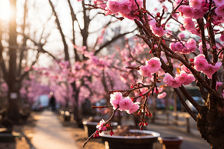 春天的樱花树图片