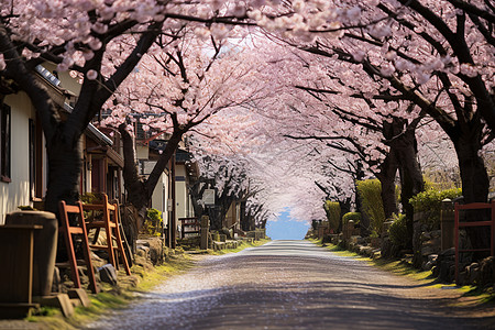 樱花成荫下的步行道图片