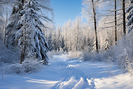 冬日林间美景图片