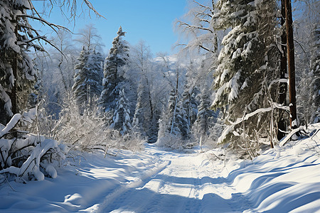 冬日雪地森林背景图片