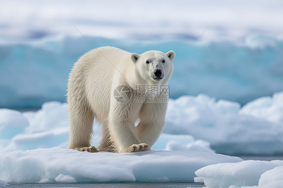 北极海域浮冰上一只北极熊图片