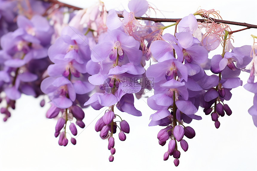 紫藤花枝图片