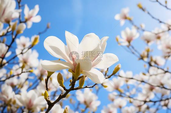 绽放的白色花朵图片