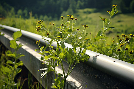 鲜花道路花草丛生的铁路护栏背景