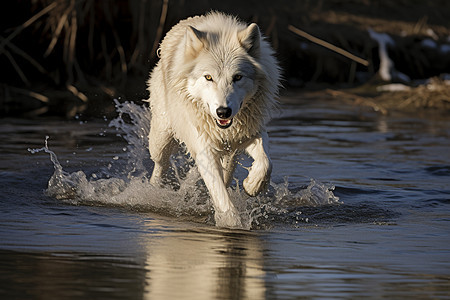 水面上凶猛的狼图片