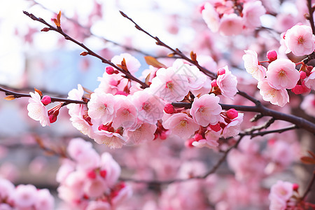 迎春盛开的樱花图片