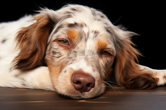 趴在地上睡觉的狗狗图片