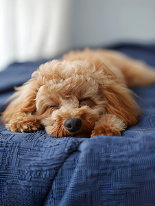 毯子上休息的宠物狗背景图片