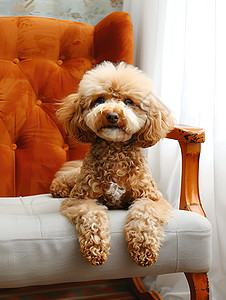 冻成狗椅子上的可爱狗狗背景