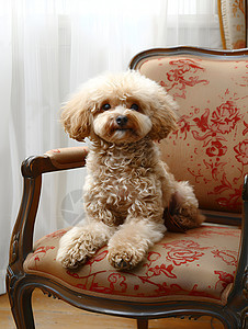 房间内椅子上的狗狗图片
