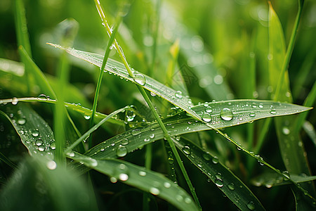 景观艺术清晨雨中的绿色艺术景观背景