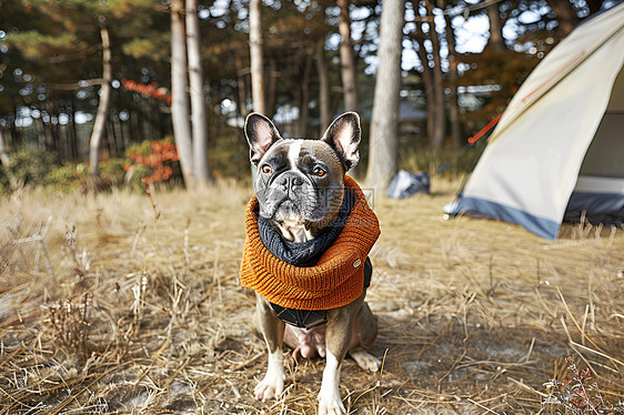 帐篷前的宠物狗图片