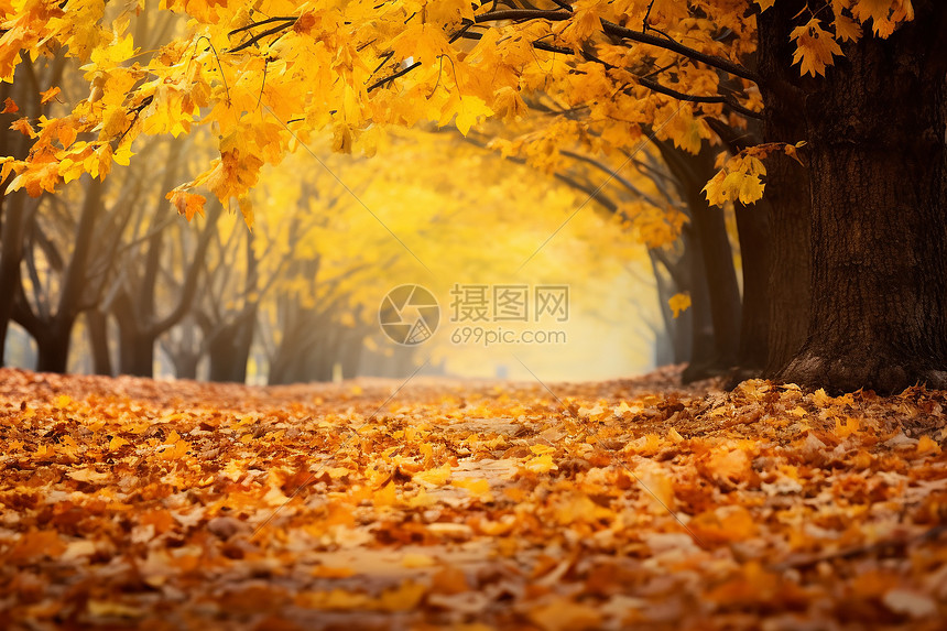 秋季户外的落叶图片