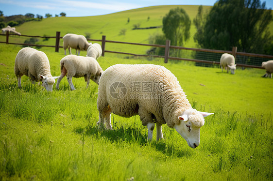 羊群在青翠的草地上图片