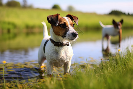水边动物两只狗在水边背景