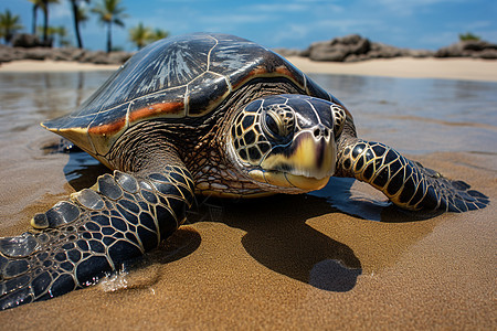 海龟静静躺在沙滩上图片