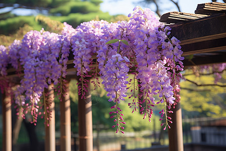 一簇紫藤花美丽的紫藤花背景