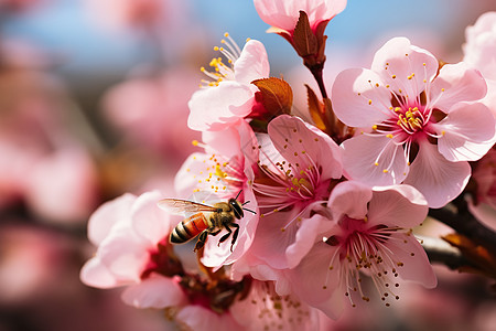 樱花盛开季节蜜蜂采蜜背景