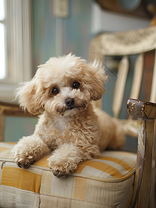 泰迪椅子上的小狗背景