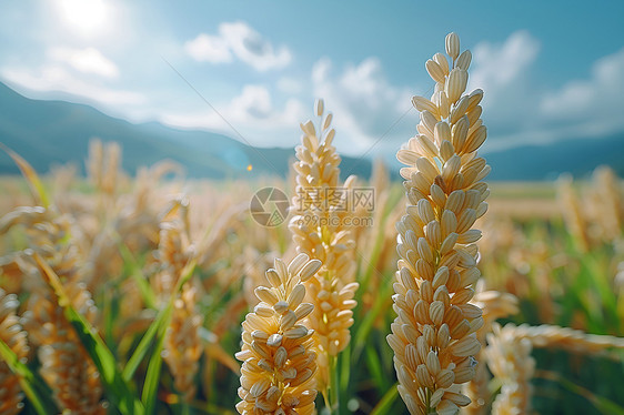 田野里饱满的稻谷图片