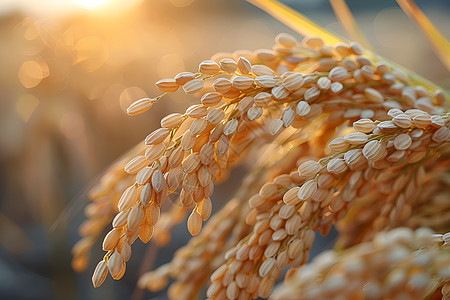 金色稻田阳光下的稻穗背景