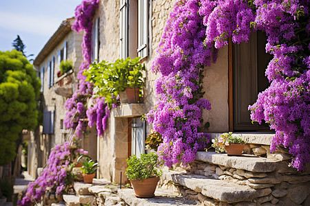 紫色花朵绽放在房子一侧的石墙上图片