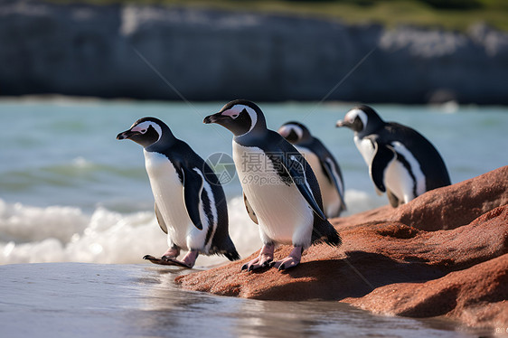 海岸上的企鹅群图片