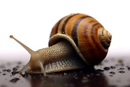 蜗牛在地面上缓慢爬行图片