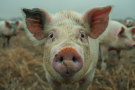 农场中的猪粉红耳朵育肥高清图片