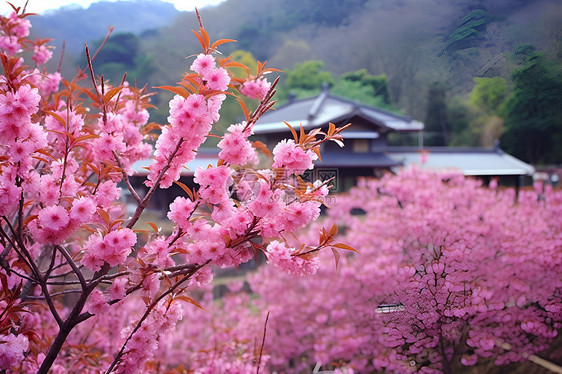 樱花盛开的乡村美景图片