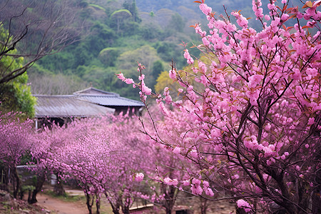 雨中桃花粉色花海背景