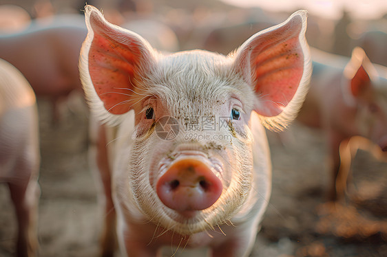 一只粉红耳朵的猪图片